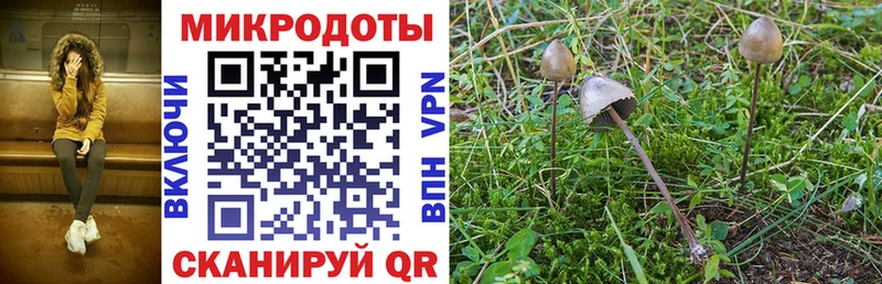 Псилоцибиновые грибы Psilocybine cubensis  Назрань 